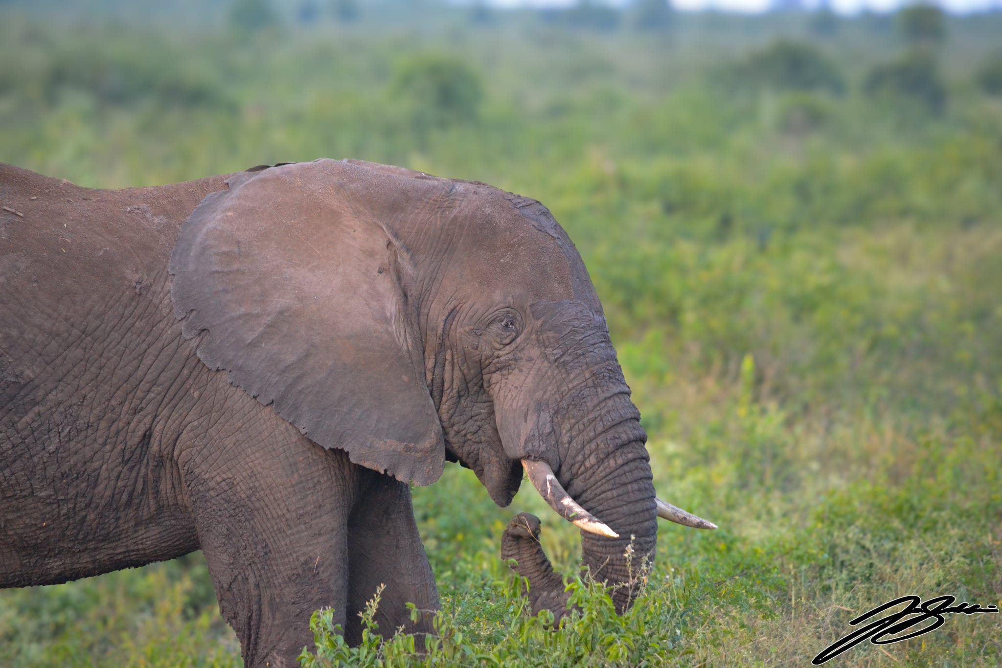 WildMed Safaris